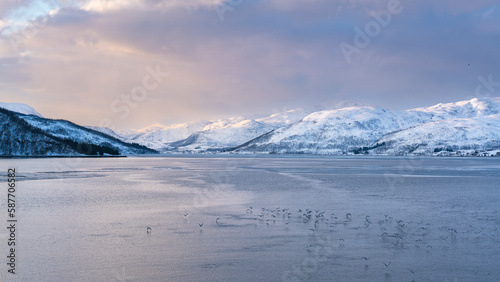Im Morgenlicht scheucht eine Fähre Wasservögel, Möwen und Gänse auf, bei einer Reise von der Insel Kvaloya zur Insel Senja in Troms, Norwegen. Winterpanorama bei Sonnenaufgang mit Fjord. photo