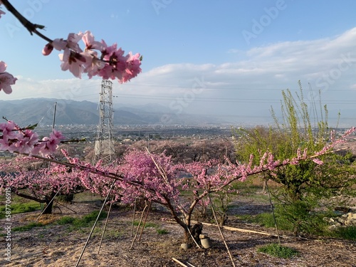 flowers in the field