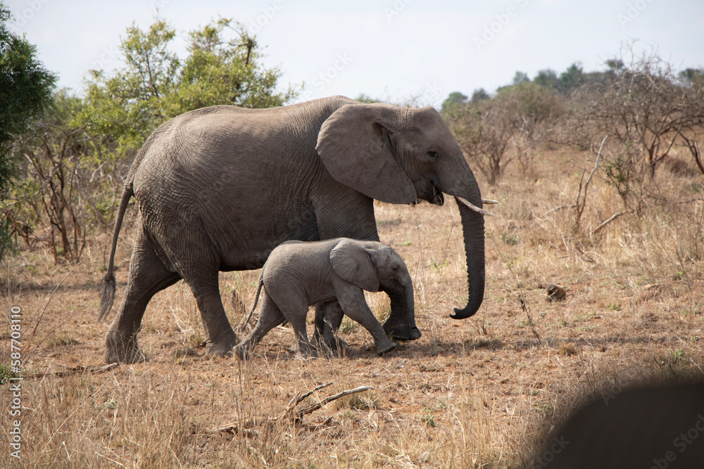 elephant with baby