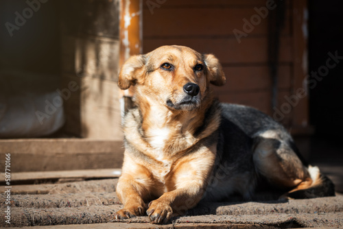 Cute dog lying in a front of his dog house in his foster home. 