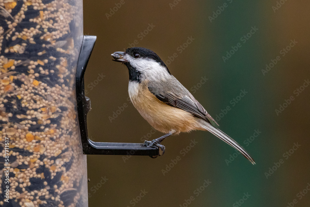 Obraz premium Chickadee on birdfeeder