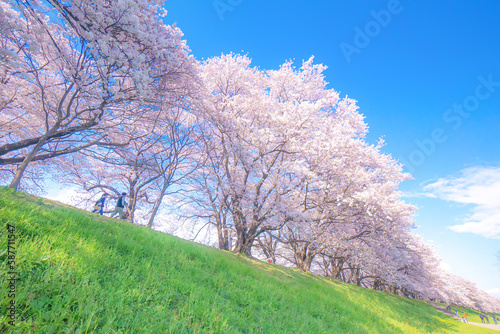 桜並木 blooming tree