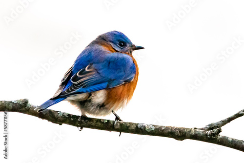 Eastern Bluebird © Lynn