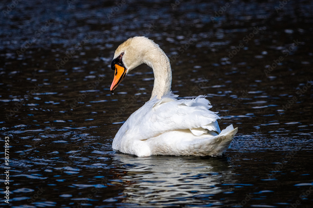 Naklejka premium swan on the water
