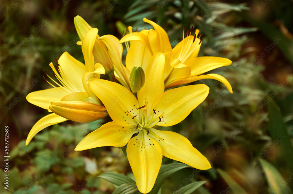 Yellow lilies in the garden close-up. Selective focus Yellow lilies in the garden close-up. Selective focus