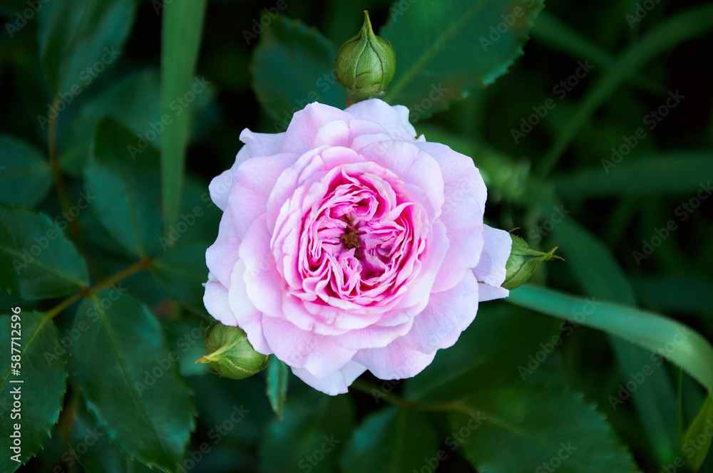 Pink rose close-up in summer in the garden. Beautiful floral background. Valentine's day and holidays. Love and tenderness Pink rose close-up in summer in the garden. Beautiful floral background. Valentine's day and holidays. Love and tenderness