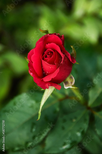 Fototapeta Naklejka Na Ścianę i Meble -  Red rose in the garden. Sunny summer day.