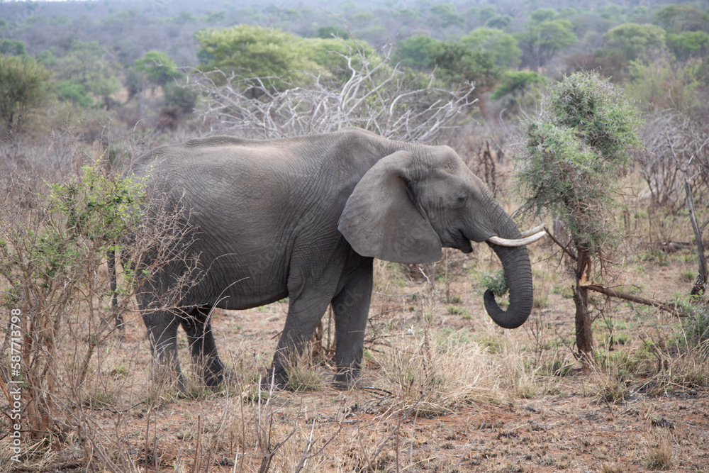 Fototapeta premium elefant in savannah