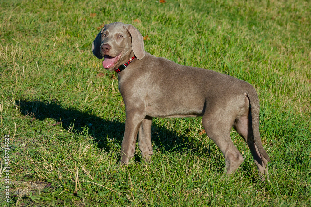 Outdoor portrait of a purebred Weimarner puppy with cute facial expression. Young Weimaraner purebdre puppy in a field during a walk. Outdoor portrait of a purebred Weimarner puppy with cute facial expression. Young Weimaraner purebdre puppy in a field during a walk.