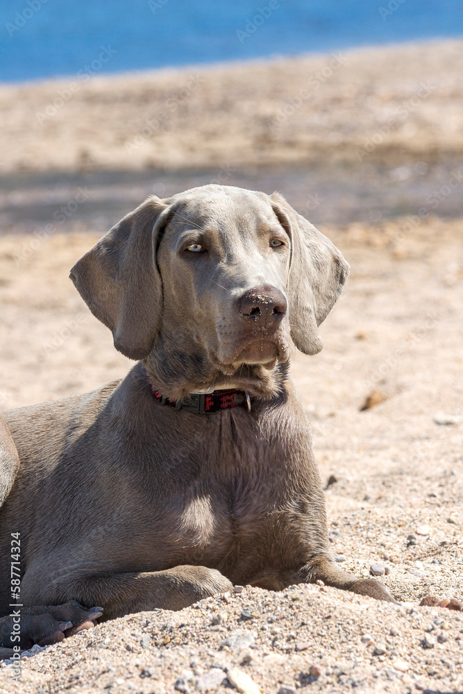 Outdoor head portrait of a purebred Weimarner on a beach. Young purebred Weimaraner during holidays by the sea. Summer time by the sea.