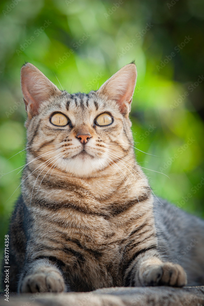 Tabby cat lying outside looking toward the camera. Outdoor close-up head portrait of a cat. Brown streaked cat outside. Tabby cat lying outside looking toward the camera. Outdoor close-up head portrait of a cat. Brown streaked cat outside.