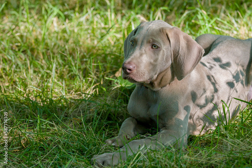 Young purebred Weimarnarer dog lying in the grass. Outdoor portrait of weimaraner purebred puppy the lawn.