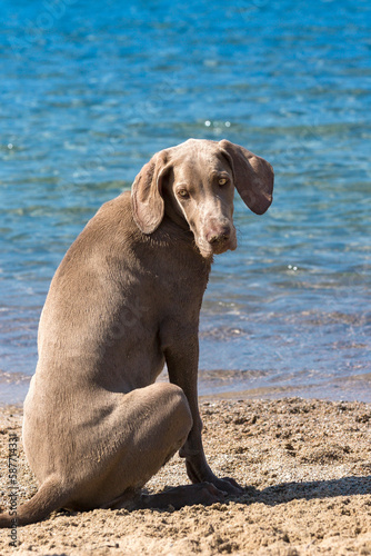 Puredred weimaraner puppy, on a beach. Outdoor portrait of a purebred Weimaraner sitting on a beach. Weimaraner young dog during holidays by the sea. Summer time by the sea.