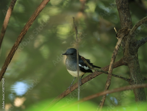 Mangrove bird