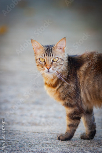 Outdoor head portrait of a cat. Brown streaked cat outside. Tabby cat on a a road looking toward the camera. Blurry grey background. © π-r
