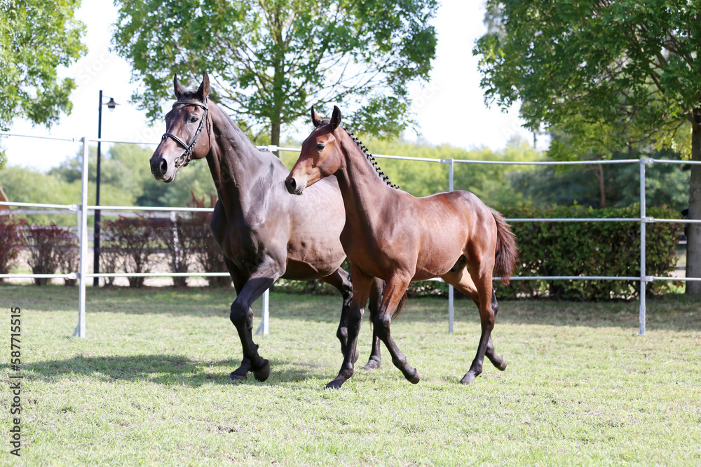 Warmblood chestnut mare and filly enjoy green grass together at equestrian centre summertime Warmblood chestnut mare and filly enjoy green grass together at equestrian centre summertime