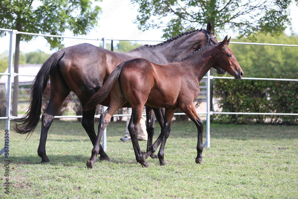 Warmblood chestnut mare and filly enjoy green grass together at equestrian centre summertime Warmblood chestnut mare and filly enjoy green grass together at equestrian centre summertime