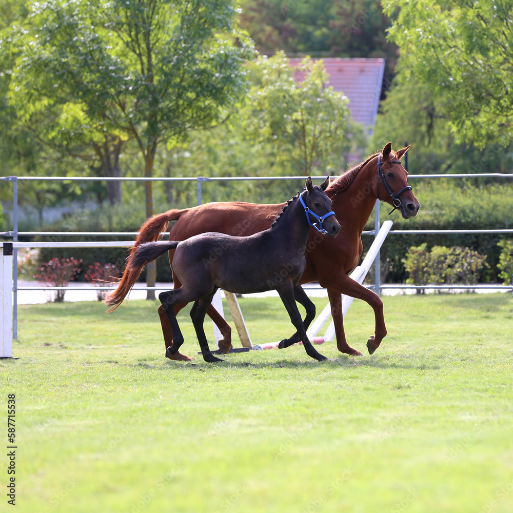 Fototapeta premium Warmblood chestnut mare and filly enjoy green grass together at equestrian centre summertime