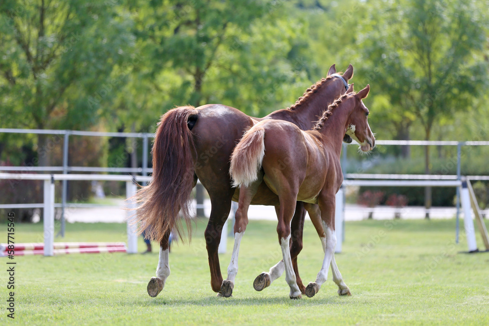 Obraz premium Warmblood chestnut mare and filly enjoy green grass together at equestrian centre summertime