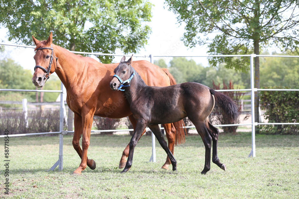 Warmblood chestnut mare and filly enjoy green grass together at equestrian centre summertime Warmblood chestnut mare and filly enjoy green grass together at equestrian centre summertime