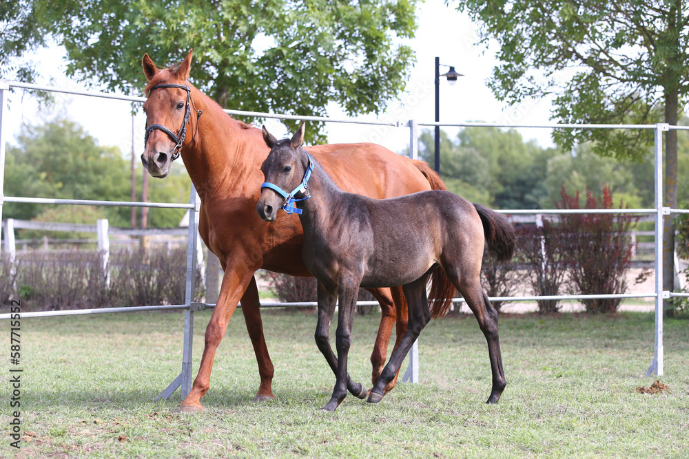 Warmblood chestnut mare and filly enjoy green grass together at equestrian centre summertime Warmblood chestnut mare and filly enjoy green grass together at equestrian centre summertime