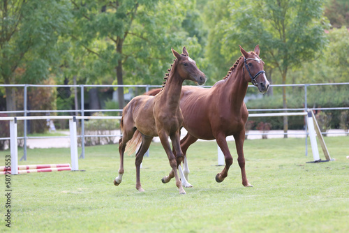 Warmblood chestnut mare and filly enjoy green grass together at equestrian centre  summertime © acceptfoto