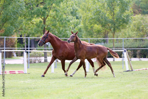 Warmblood chestnut mare and filly enjoy green grass together at equestrian centre summertime