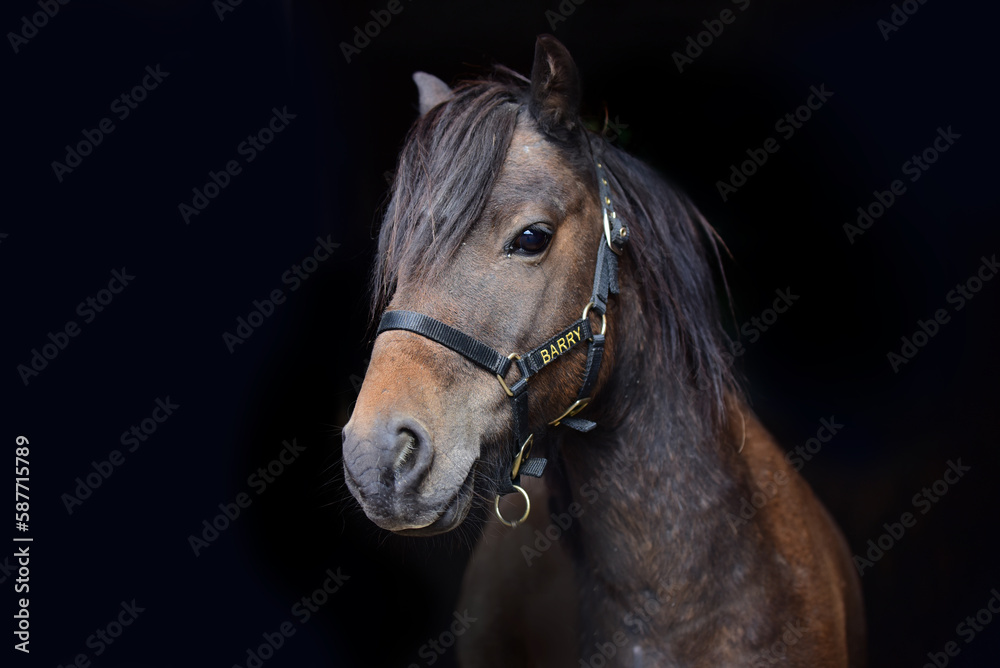 Horse and pony's face isolated against black background Horse and pony's face isolated against black background