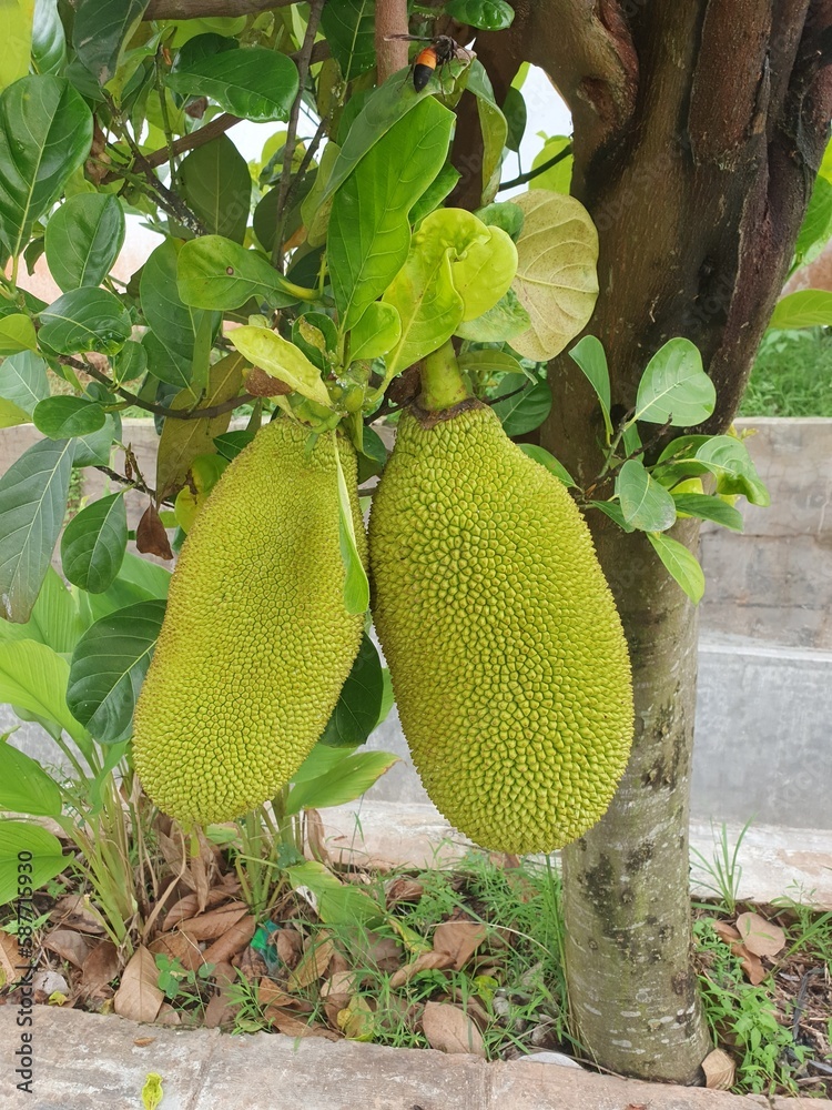 Jackfruit or Pohon Nangka is the name of a kind of tree, as well as fruit. Jackfruit trees belong to the Moraceae tribe, the scientific name is Artocarpus heterophyllus. selective focus. defocus Jackfruit or Pohon Nangka is the name of a kind of tree, as well as fruit. Jackfruit trees belong to the Moraceae tribe, the scientific name is Artocarpus heterophyllus. selective focus. defocus