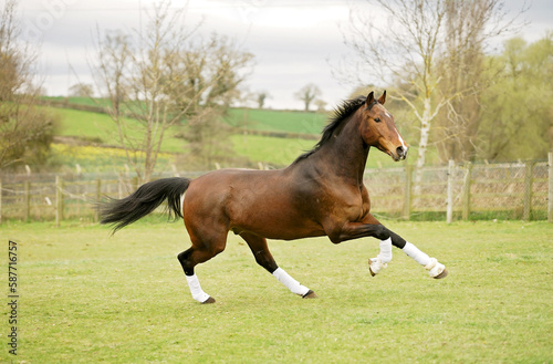 Photography Bay horse wearing white boots galloping and bucking playfully in a grassy paddoc