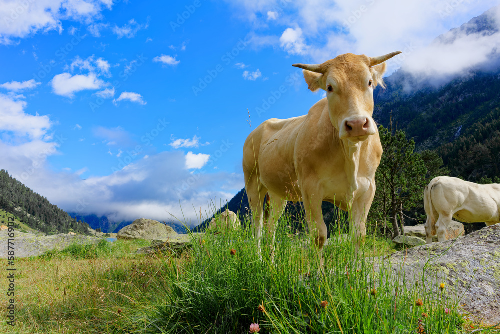 Beige cow in the Pyrenees in front of a blue sky and green grass foreground
