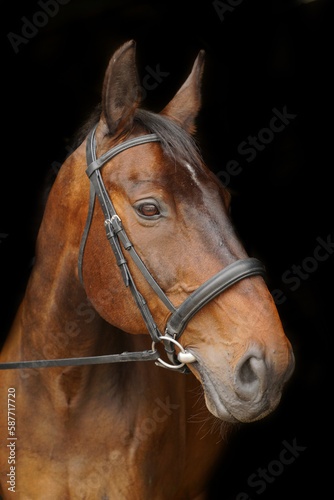 Horses head against black background © maywhiston
