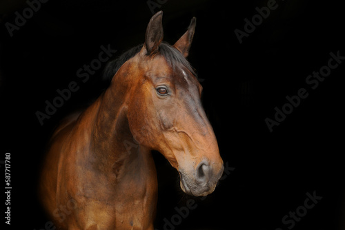 Fototapeta Naklejka Na Ścianę i Meble -  Horses head against black background