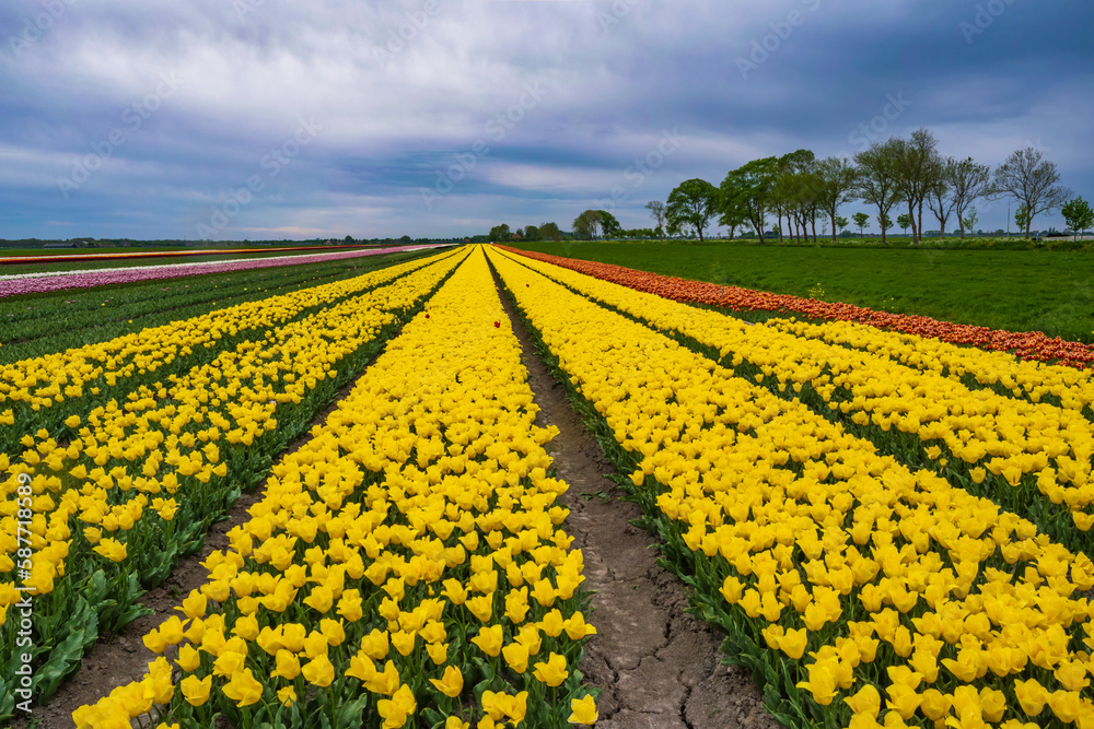 Yellow flowering tulips in a field in the Netherlands
