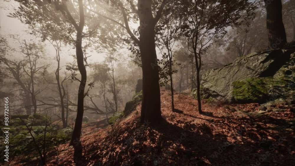 fantasy moody forest in autumn