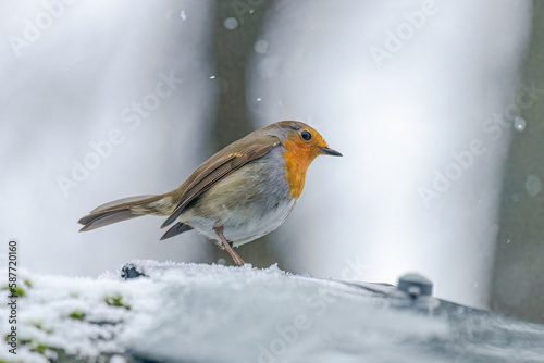 My garden friend the robin is waiting in a heavy snowfall for some treats from me