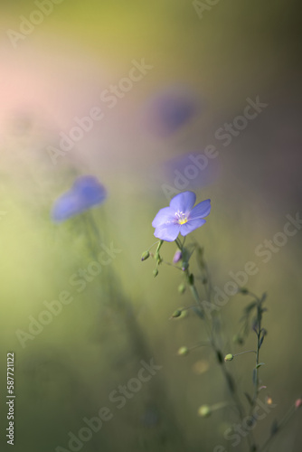 flowers in field