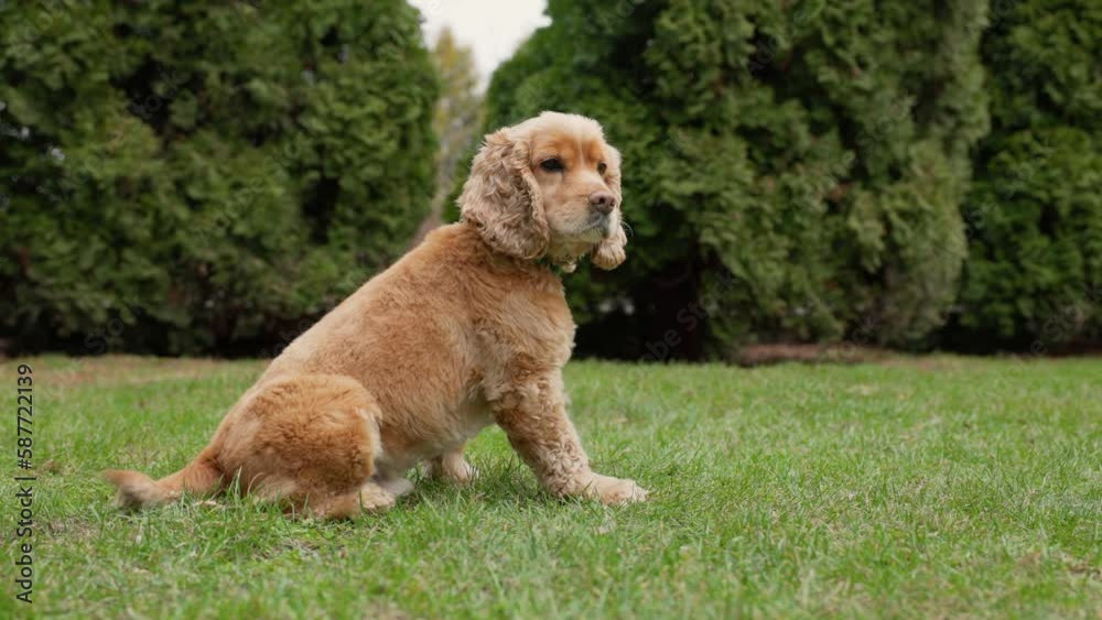 Funny Dog English Cocker Spaniel Sitting On Green Grass Outdoors Funny Dog English Cocker Spaniel Sitting On Green Grass Outdoors