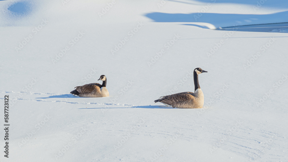 Fototapeta premium Geese couple are enjoying a sunny day in snow