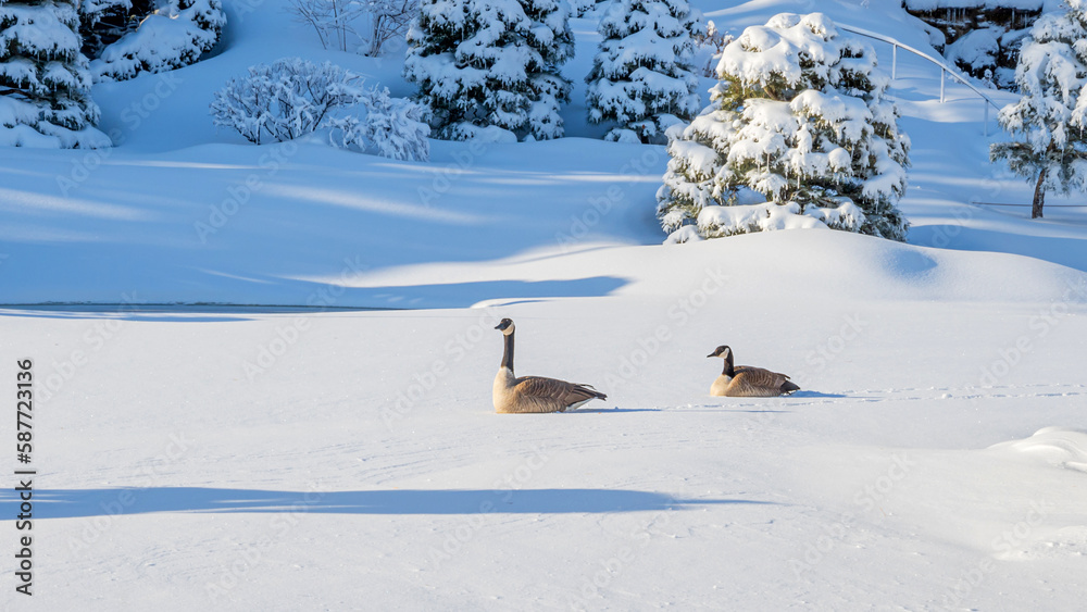 Geese couple are enjoying a sunny day in snow
