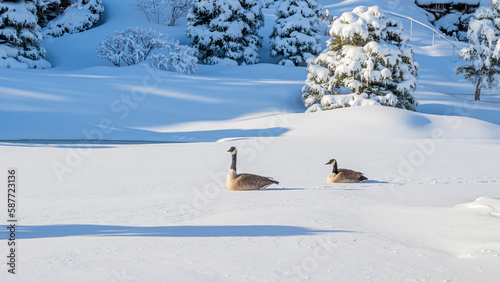 Geese couple are enjoying a sunny day in snow © Yan