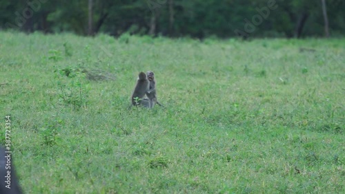 Long tail monkey activity in Baluran Banyuwangi National Park, wild monkey photo