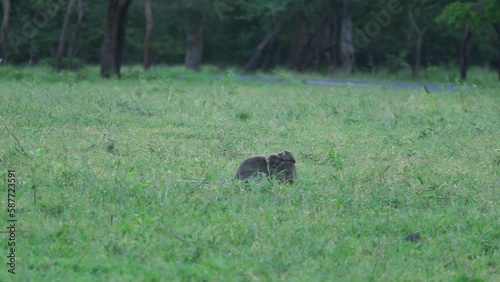 Long tail monkey activity in Baluran Banyuwangi National Park, wild monkey photo