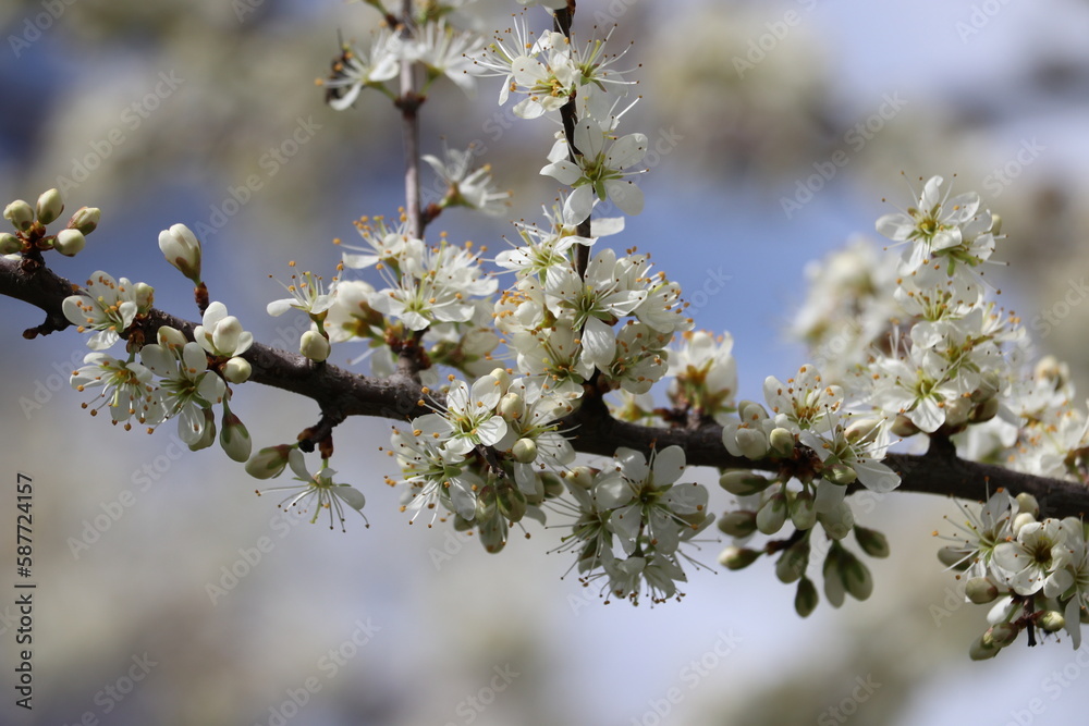 Closeup of tree twig with white flowers in spring Closeup of tree twig with white flowers in spring