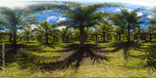 Palm grove on a farm plantation. Tropical landscape with palm trees. Bohol, Philippines. VR 360.