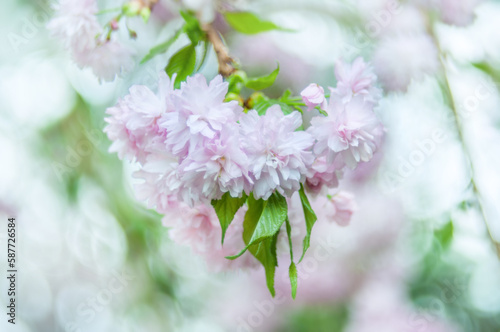 Soft focus, pink cherry blossoms or Sakura flowers on a natural background. Blooming fruit trees in the orchard. Floral banner for agriculture or horticulture business.  © Anna Zaro