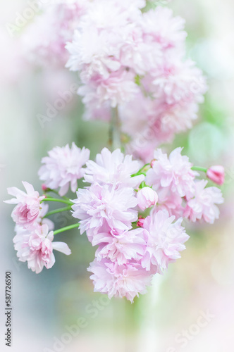 Fototapeta Naklejka Na Ścianę i Meble -  Soft focus, pink cherry blossoms or Sakura flowers on a natural background. Blooming fruit trees in the orchard. Floral banner for agriculture or horticulture business.
