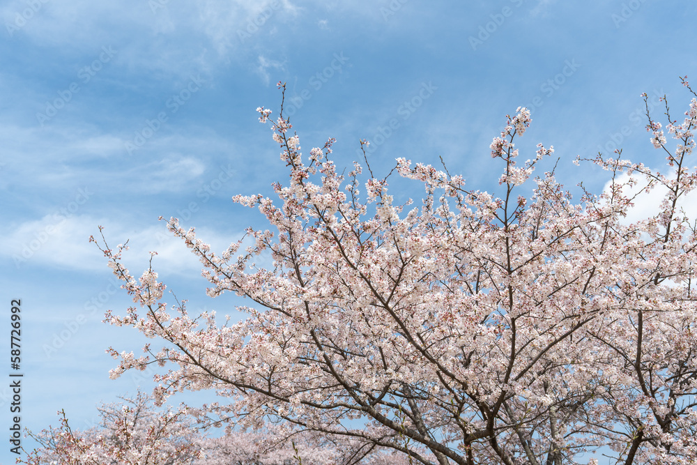 ソメイヨシノと青空・桜・春