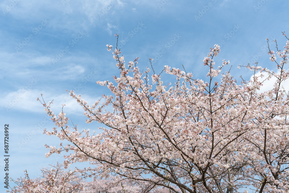 ソメイヨシノと青空・桜・春 ソメイヨシノと青空・桜・春