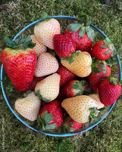 Glass bowl full of white and red strawberries photo